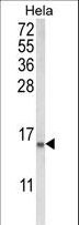 CLP / COTL1 Antibody - Western blot of COTL1 Antibody in HeLa cell line lysates (35 ug/lane). COTL1 (arrow) was detected using the purified antibody.