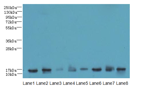 CLP / COTL1 Antibody - All lanes: COTL1 antibody at 8ug/ml. Lane 1: Mouse brain tissue Lane2 : Hela whole cell lysate Lane 3: Mouse kidney tissue Lane 4: HepG-2 whole cell lysate Lane 5: Mouse thymus tissue Lane 6: U87 whole cell lysate Lane 7: HL60 whole cell lysate Lane 8: A549 whole cell lysate.  This image was taken for the unconjugated form of this product. Other forms have not been tested.