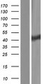 CLP1 Protein - Western validation with an anti-DDK antibody * L: Control HEK293 lysate R: Over-expression lysate