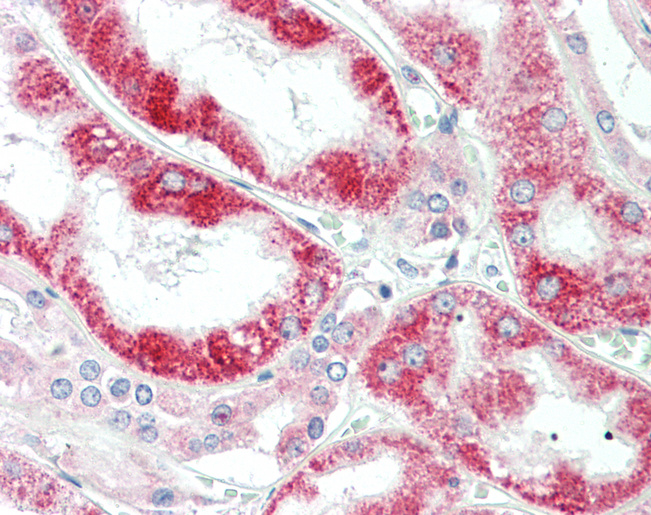 CLPB Antibody - Anti-CLPB antibody IHC staining of human kidney. Immunohistochemistry of formalin-fixed, paraffin-embedded tissue after heat-induced antigen retrieval. Antibody concentration 20 ug/ml.  This image was taken for the unconjugated form of this product. Other forms have not been tested.