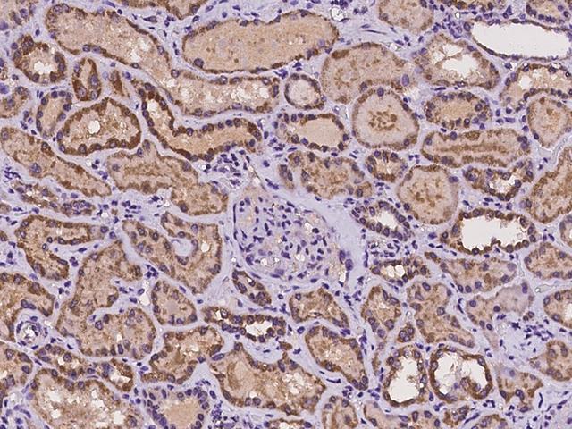 CLPB Antibody - Immunochemical staining of human CLPB in human kidney with rabbit polyclonal antibody at 1:100 dilution, formalin-fixed paraffin embedded sections.