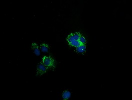 CLPP Antibody - Anti-CLPP mouse monoclonal antibody  immunofluorescent staining of COS7 cells transiently transfected by pCMV6-ENTRY CLPP.