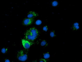 CLPP Antibody - Anti-CLPP mouse monoclonal antibody  immunofluorescent staining of COS7 cells transiently transfected by pCMV6-ENTRY CLPP.