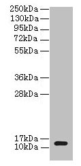 clpS Antibody - Western blot All lanes: ATP-dependent Clp protease adapter protein ClpS antibody at 2µg/ml + DH5a whole cell lysate Secondary Goat polyclonal to rabbit IgG at 1/10000 dilution Predicted band size: 12 kDa Observed band size: 12 kDa