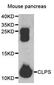 CLPS / Colipase Antibody - Western blot analysis of extracts of mouse pancreas, using CLPS antibody at 1:1000 dilution. The secondary antibody used was an HRP Goat Anti-Rabbit IgG (H+L) at 1:10000 dilution. Lysates were loaded 25ug per lane and 3% nonfat dry milk in TBST was used for blocking. An ECL Kit was used for detection and the exposure time was 30s.
