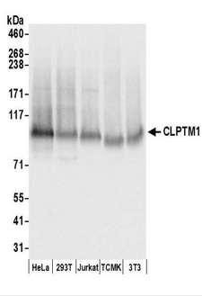 CLPTM1 Antibody - Detection of Human CLPTM1 by Western Blot. Samples: Whole cell lysate (50 ug) prepared using NETN buffer from HeLa, 293T, Jurkat, mouse TCMK-1, and mouse NIH3T3 cells. Antibodies: Affinity purified rabbit anti-CLPTM1 antibody used for WB at 0.1 ug/ml. Detection: Chemiluminescence with an exposure time of 3 seconds.