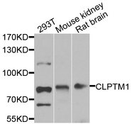 CLPTM1 Antibody - Western blot analysis of extracts of various cell lines.
