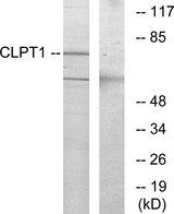 CLPTM1 Antibody - Western blot analysis of extracts from COS-7 cells, using CLPT1 antibody.