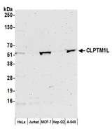 CLPTM1L / CLPTM1-Like Antibody - Detection of human CLPTM1L by western blot. Samples: Whole cell lysate (50 µg) from HeLa, Jurkat, MCF-7, Hep-G2, and A-549 cells prepared using NETN lysis buffer. Antibody: Affinity purified rabbit anti-CLPTM1L antibody used for WB at 1:1000. Detection: Chemiluminescence with an exposure time of 3 minutes.