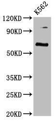 CLPTM1L / CLPTM1-Like Antibody - Positive Western Blot detected in K562 whole cell lysate. All lanes: CLPTM1L antibody at 3.7 µg/ml Secondary Goat polyclonal to rabbit IgG at 1/50000 dilution. Predicted band size: 63, 59 KDa. Observed band size: 63 KDa