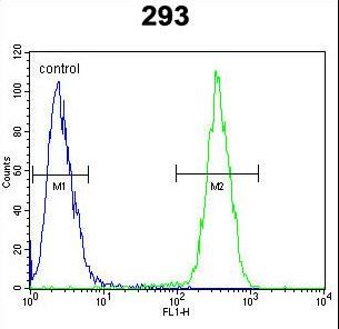 CLPX Antibody - CLPX Antibody flow cytometry of 293 cells (right histogram) compared to a negative control cell (left histogram). FITC-conjugated goat-anti-rabbit secondary antibodies were used for the analysis.