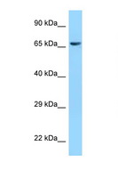 CLPX Antibody - CLPX antibody Western blot of 293T Cell lysate. Antibody concentration 1 ug/ml.  This image was taken for the unconjugated form of this product. Other forms have not been tested.