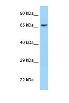CLPX Antibody - CLPX antibody Western blot of 293T Cell lysate. Antibody concentration 1 ug/ml.  This image was taken for the unconjugated form of this product. Other forms have not been tested.