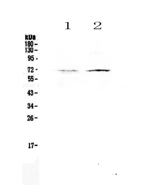 CLPX Antibody - Western blot - Anti-CLPX Picoband antibody