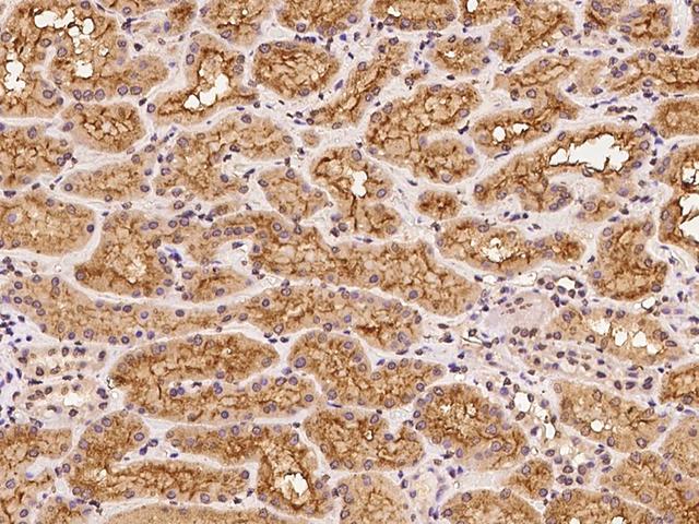 CLPX Antibody - Immunochemical staining of human CLPX in human kidney with rabbit polyclonal antibody at 1:100 dilution, formalin-fixed paraffin embedded sections.