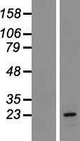 CLRN1 / Clarin 1 Protein - Western validation with an anti-DDK antibody * L: Control HEK293 lysate R: Over-expression lysate