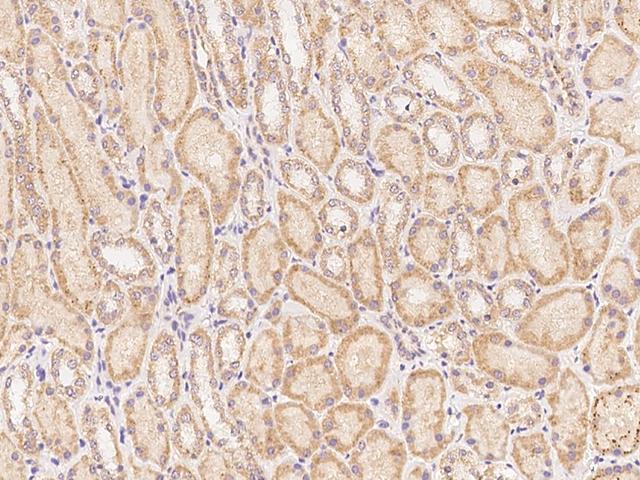CLRN2 Antibody - Immunochemical staining of human CLRN2 in human kidney with rabbit polyclonal antibody at 1:100 dilution, formalin-fixed paraffin embedded sections.