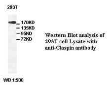 CLSPN / Claspin Antibody