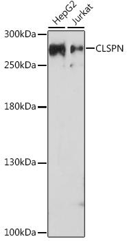 CLSPN / Claspin Antibody - Western blot analysis of extracts of various cell lines using CLSPN Polyclonal Antibody at dilution of 1:1000.