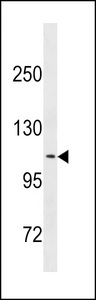CLSTN2 / Calsyntenin 2 Antibody - CLSTN2 Antibody western blot of K562 cell line lysates (35 ug/lane). The CLSTN2 antibody detected the CLSTN2 protein (arrow).