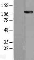 CLSTN2 / Calsyntenin 2 Protein - Western validation with an anti-DDK antibody * L: Control HEK293 lysate R: Over-expression lysate