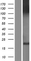 CLSTN3 Protein - Western validation with an anti-DDK antibody * L: Control HEK293 lysate R: Over-expression lysate
