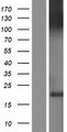 CLSTN3 Protein - Western validation with an anti-DDK antibody * L: Control HEK293 lysate R: Over-expression lysate