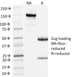 CLTA / LCA Antibody - SDS-PAGE Analysis of Purified, BSA-Free Clathrin Light Chain Antibody (clone CLC/1421). Confirmation of Integrity and Purity of the Antibody.