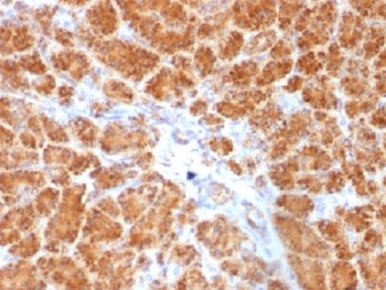 CLTA / LCA Antibody - IHC testing of FFPE human pancreas with Clathrin Light Chain antibody (clone SPM174). Required HIER: boil tissue sections in 10mM Citrate buffer, pH 6.0, for 10-20 min.
