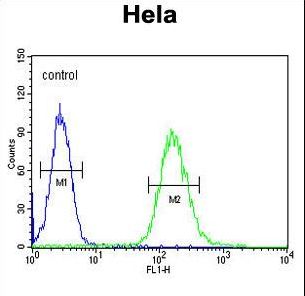 CLTC / Clathrin Heavy Chain Antibody - CLTC Antibody flow cytometry of HeLa cells (right histogram) compared to a negative control cell (left histogram). FITC-conjugated goat-anti-rabbit secondary antibodies were used for the analysis.