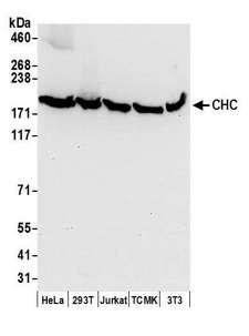 CLTC / Clathrin Heavy Chain Antibody - Detection of human and mouse CHC by western blot. Samples: Whole cell lysate (50 µg) from HeLa, HEK293T, Jurkat, mouse TCMK-1, and mouse NIH 3T3 cells prepared using NETN lysis buffer. Antibodies: Affinity purified rabbit anti-CHC antibody used for WB at 0.1 µg/ml. Detection: Chemiluminescence with an exposure time of 10 seconds.