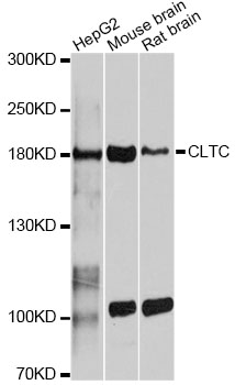 CLTC / Clathrin Heavy Chain Antibody - Western blot analysis of extracts of various cell lines, using CLTC antibody at 1:1000 dilution. The secondary antibody used was an HRP Goat Anti-Rabbit IgG (H+L) at 1:10000 dilution. Lysates were loaded 25ug per lane and 3% nonfat dry milk in TBST was used for blocking. An ECL Kit was used for detection and the exposure time was 5s.