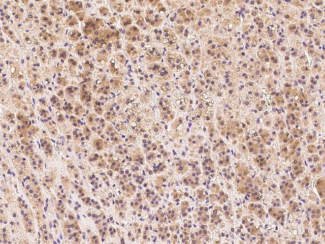 CLTC / Clathrin Heavy Chain Antibody - Immunochemical staining CLTC in human adrenal gland with rabbit polyclonal antibody at 1:500 dilution, formalin-fixed paraffin embedded sections.