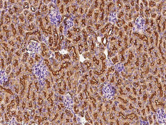 CLTC / Clathrin Heavy Chain Antibody - Immunochemical staining CLTC in mouse kidney with rabbit polyclonal antibody at 1:1000 dilution, formalin-fixed paraffin embedded sections.