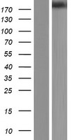 CLTCL1 / CHC22 Protein - Western validation with an anti-DDK antibody * L: Control HEK293 lysate R: Over-expression lysate