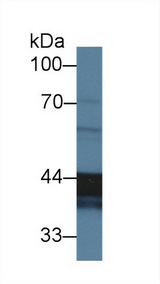 CLU / Clusterin Antibody - Western Blot; Sample: Caprine Testis lysate; Primary Ab: 2µg/ml Rabbit Anti-Ovine CLU Antibody Second Ab: 0.2µg/mL HRP-Linked Caprine Anti-Rabbit IgG Polyclonal Antibody