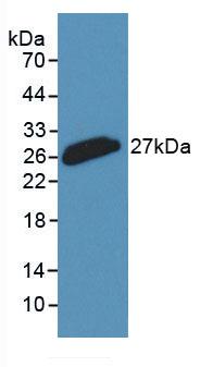 CLU / Clusterin Antibody - Western Blot; Sample: Recombinant CLU, Rabbit.