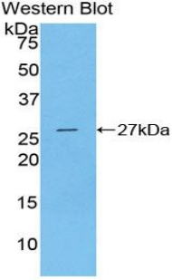 CLU / Clusterin Antibody - Western blot of recombinant CLU / Clusterin.  This image was taken for the unconjugated form of this product. Other forms have not been tested.