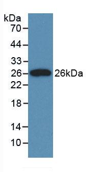 CLU / Clusterin Antibody - Western Blot; Sample: Recombinant CLU, Rat.