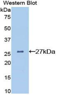 CLU / Clusterin Antibody - Western blot of recombinant CLU / Clusterin.  This image was taken for the unconjugated form of this product. Other forms have not been tested.