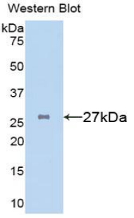 CLU / Clusterin Antibody - Western blot of recombinant CLU / Clusterin.  This image was taken for the unconjugated form of this product. Other forms have not been tested.