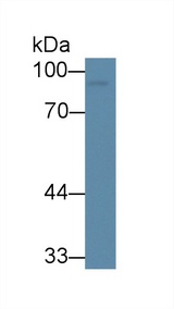 CLU / Clusterin Antibody - Western Blot; Sample: Human U87MG cell lysate; Primary Ab: 3µg/ml Mouse Anti-Human VGF Antibody Second Ab: 0.2µg/mL HRP-Linked Caprine Anti-Mouse IgG Polyclonal Antibody