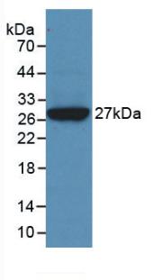 CLU / Clusterin Antibody - Western Blot; Sample: Recombinant CLU, Human.