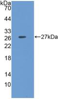 CLU / Clusterin Antibody - Western Blot; Sample: Recombinant CLU, Porcine.