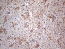 CLU / Clusterin Antibody - Immunohistochemical staining of paraffin-embedded Human pancreas tissue within the normal limits using anti-CLU mouse monoclonal antibody. (Heat-induced epitope retrieval by 1mM EDTA in 10mM Tris buffer. (pH8.5) at 120°C for 3 min. (1:150)
