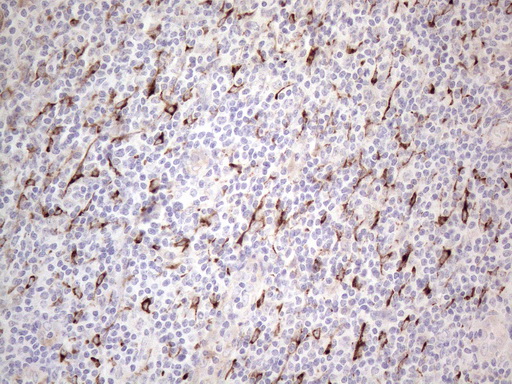 CLU / Clusterin Antibody - Immunohistochemical staining of paraffin-embedded Human tonsil within the normal limits using anti-CLU mouse monoclonal antibody. (Heat-induced epitope retrieval by 1mM EDTA in 10mM Tris buffer. (pH8.5) at 120°C for 3 min. (1:150)