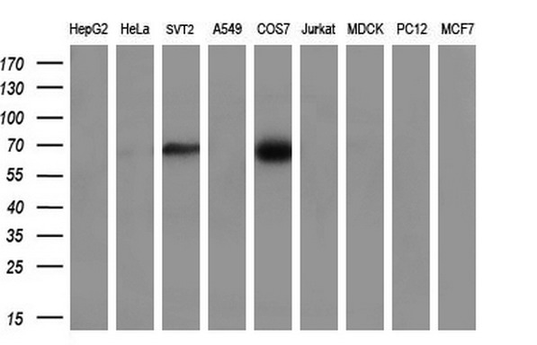 CLU / Clusterin Antibody - Western blot analysis of extracts. (35ug) from 9 different cell lines by using anti-CLU monoclonal antibody. (HepG2: human; HeLa: human; SVT2: mouse; A549: human; COS7: monkey; Jurkat: human; MDCK: canine;rat; MCF7: human). (1:200)