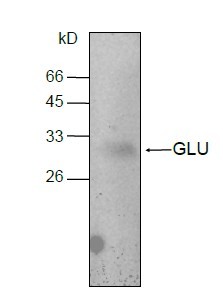 CLU / Clusterin Antibody
