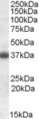 CLU / Clusterin Antibody - Antibody (0.3 ug/ml) staining of Rat Brain lysate (35 ug protein in RIPA buffer). Primary incubation was 1 hour. Detected by chemiluminescence