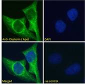 CLU / Clusterin Antibody - CLU / Clusterin antibody immunofluorescence analysis of paraformaldehyde fixed HeLa cells, permeabilized with 0.15% Triton. Primary incubation 1hr (10ug/ml) followed by Alexa Fluor 488 secondary antibody (2ug/ml), showing cytoplasmic staining. The nuclear stain is DAPI (blue). Negative control: Unimmunized goat IgG (10ug/ml) followed by Alexa Fluor 488 secondary antibody (2ug/ml).